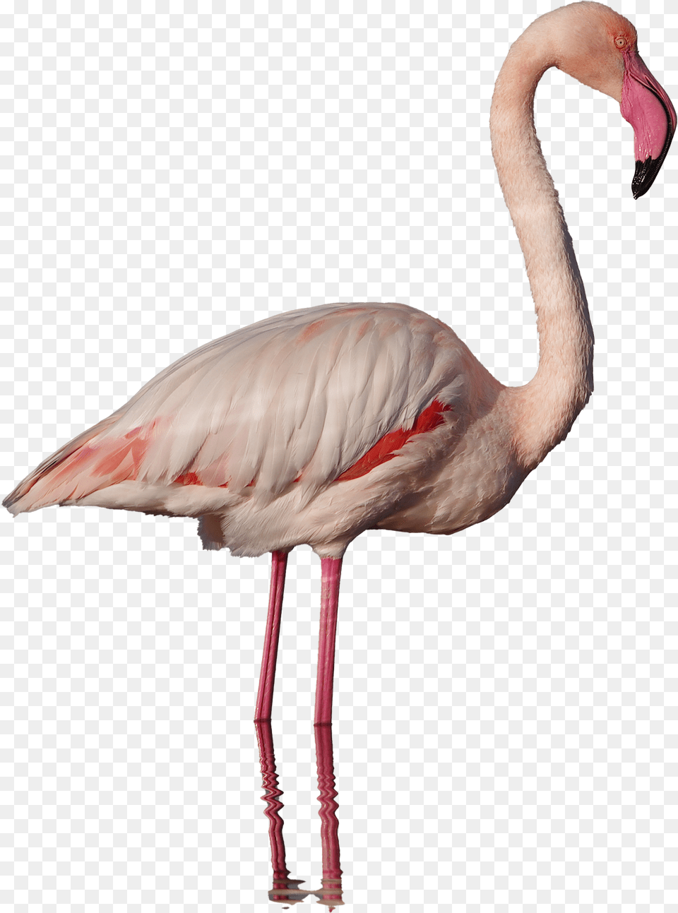 Images Background Real Flamingo, Animal, Bird Free Png Download