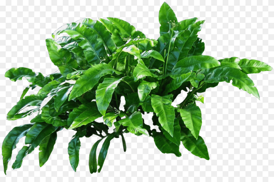 Images Background Toppng Transparent Plant, Leaf, Fern Png Image