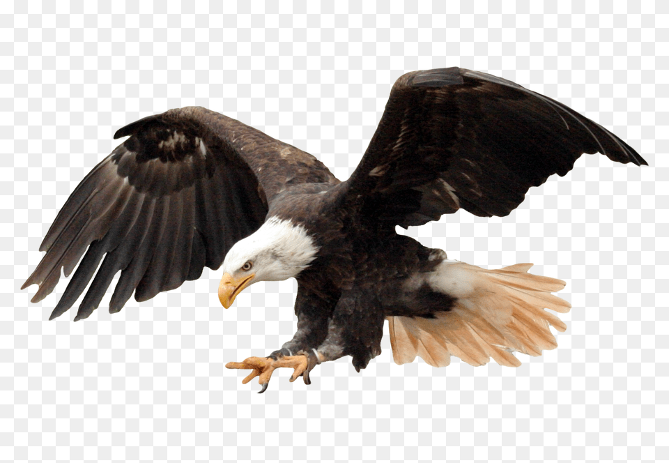 Images Bald Eagle Image, Animal, Bird, Beak, Bald Eagle Free Transparent Png