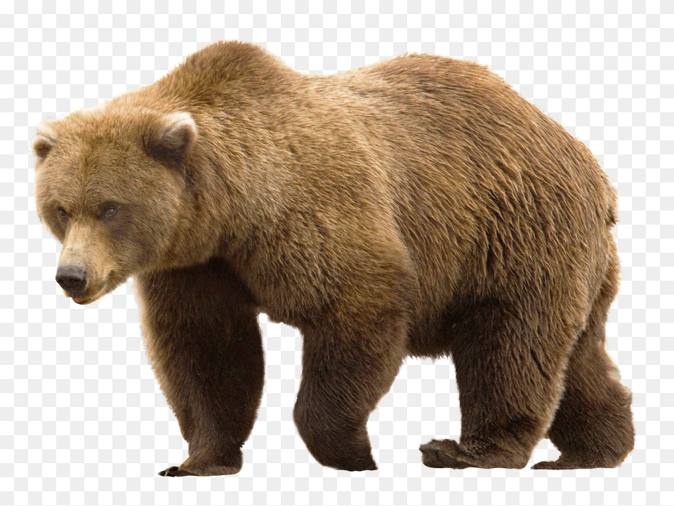 Images Bear Transparent Image, Animal, Mammal, Wildlife, Brown Bear Free Png