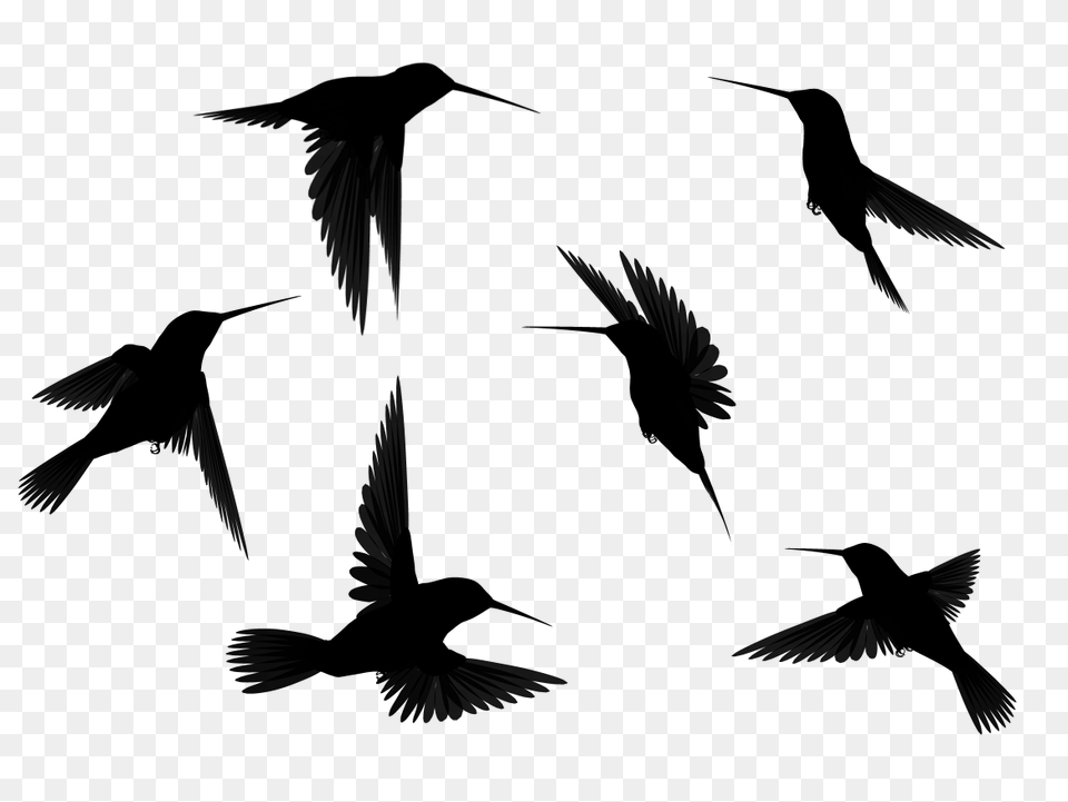 Images Bird Silhouette, Gray Free Png Download