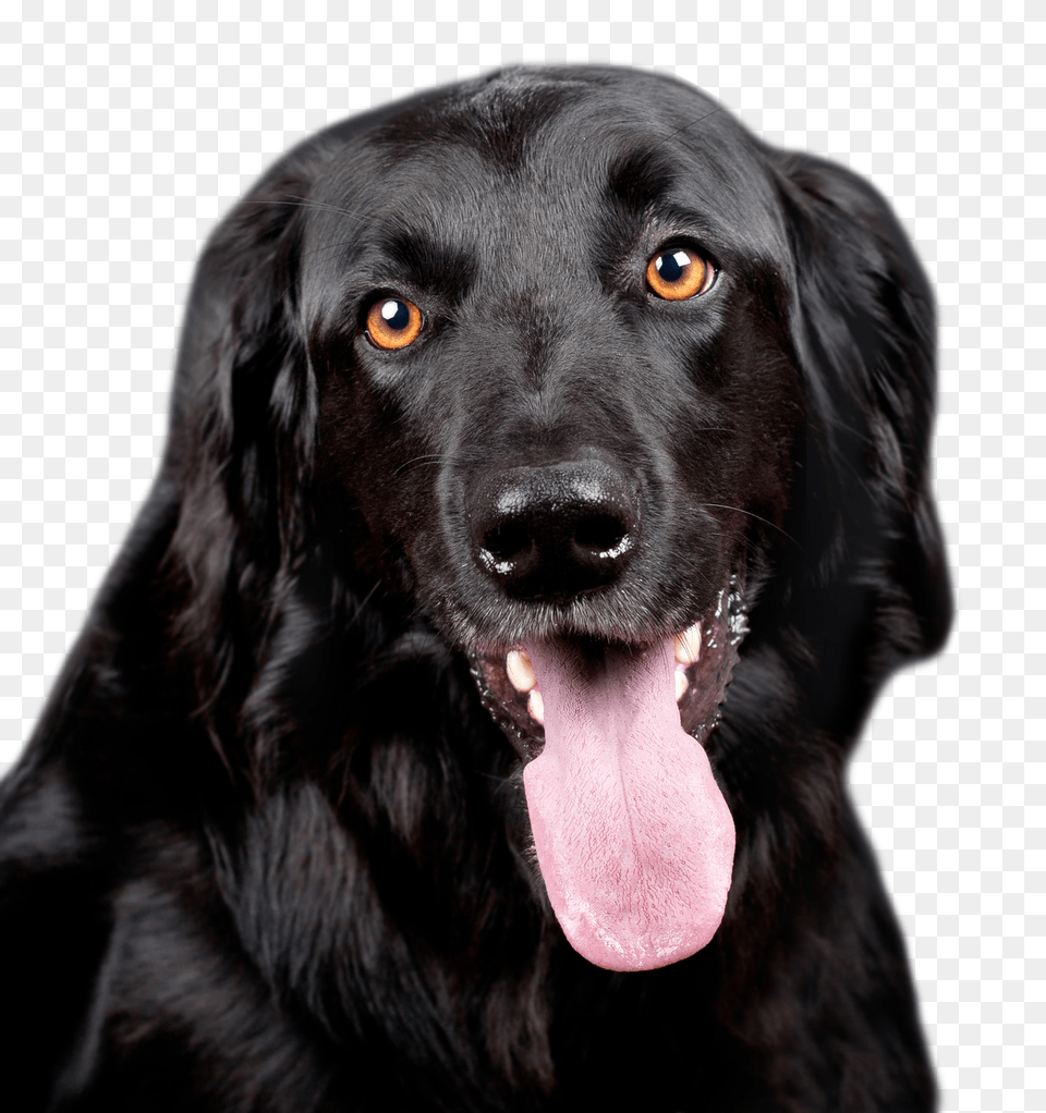 Images Black Dog Animal, Canine, Mammal, Pet Png Image