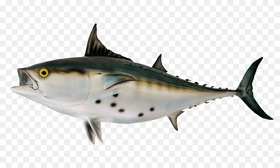 Images Bonito Fish Transparent Image, Animal, Sea Life, Tuna, Shark Png