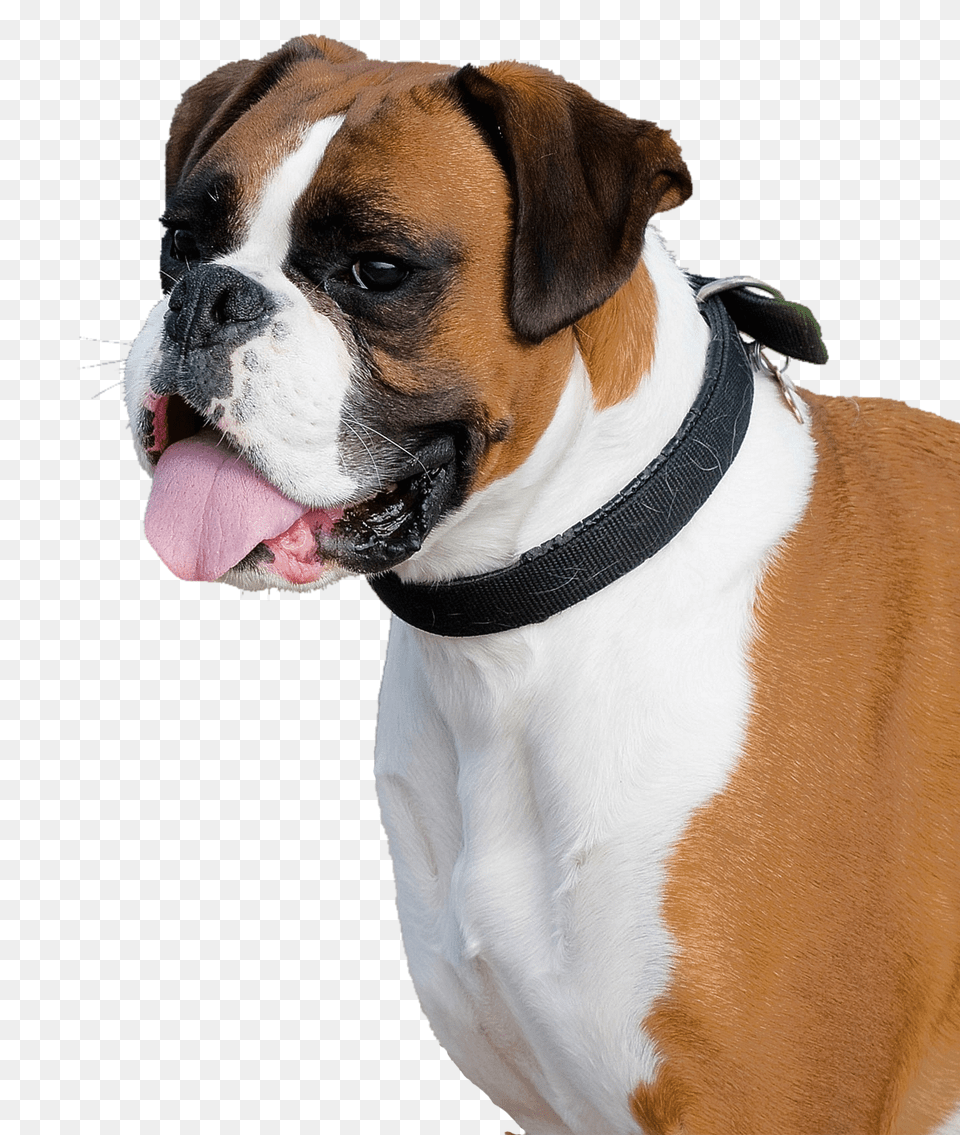 Images Boxer Dog Transparent Image 1, Animal, Bulldog, Canine, Mammal Free Png