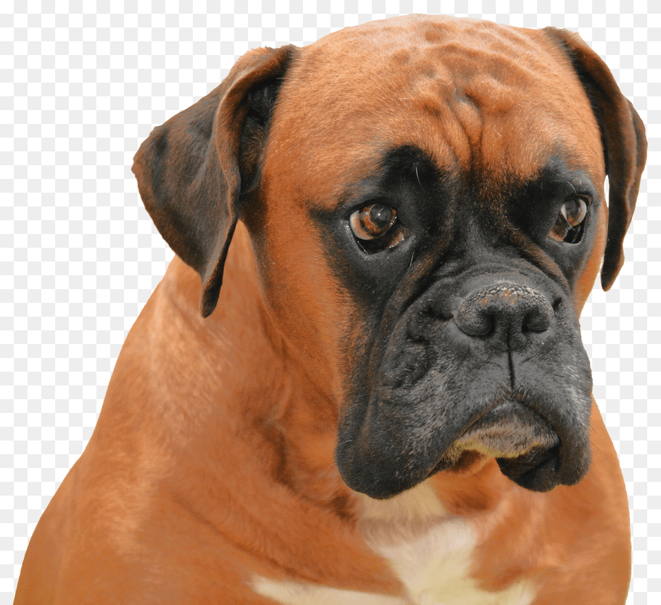 Images Boxer Dog Image, Animal, Bulldog, Canine, Mammal Free Transparent Png