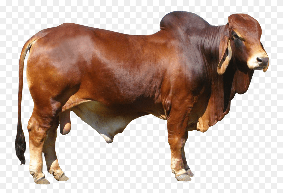 Images Bull Transparent, Animal, Cattle, Livestock, Mammal Free Png