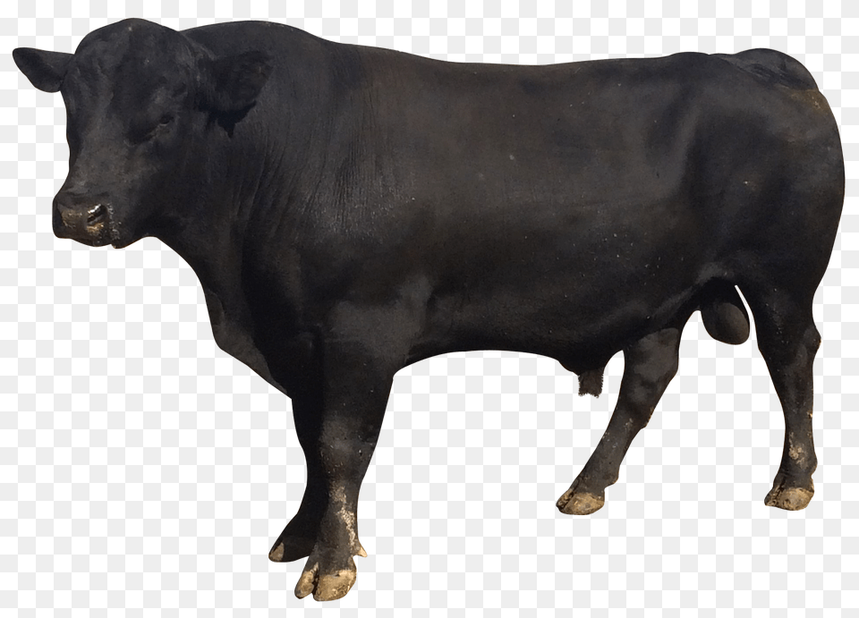 Images Bull Transparent Angus, Animal, Cattle, Cow Png Image