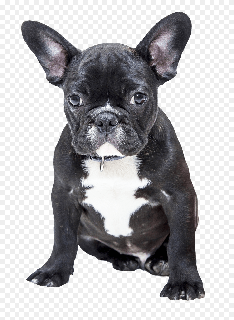 Images Bulldog Image, Animal, Canine, Dog, French Bulldog Free Png