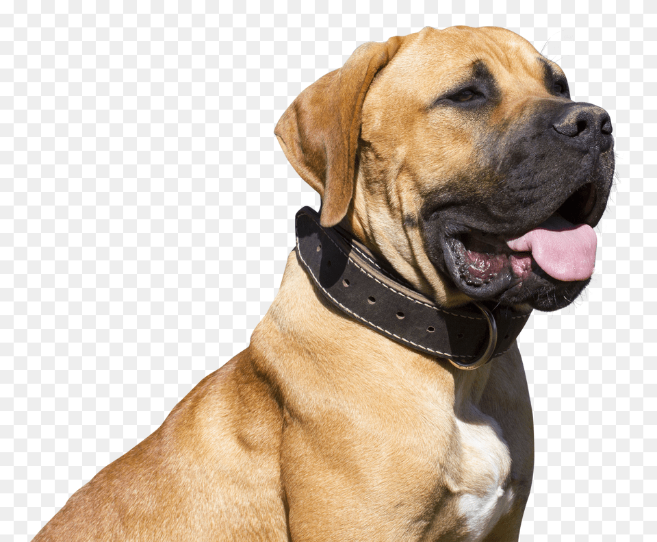 Images Bulldog Transparent Image, Animal, Boxer, Canine, Dog Png