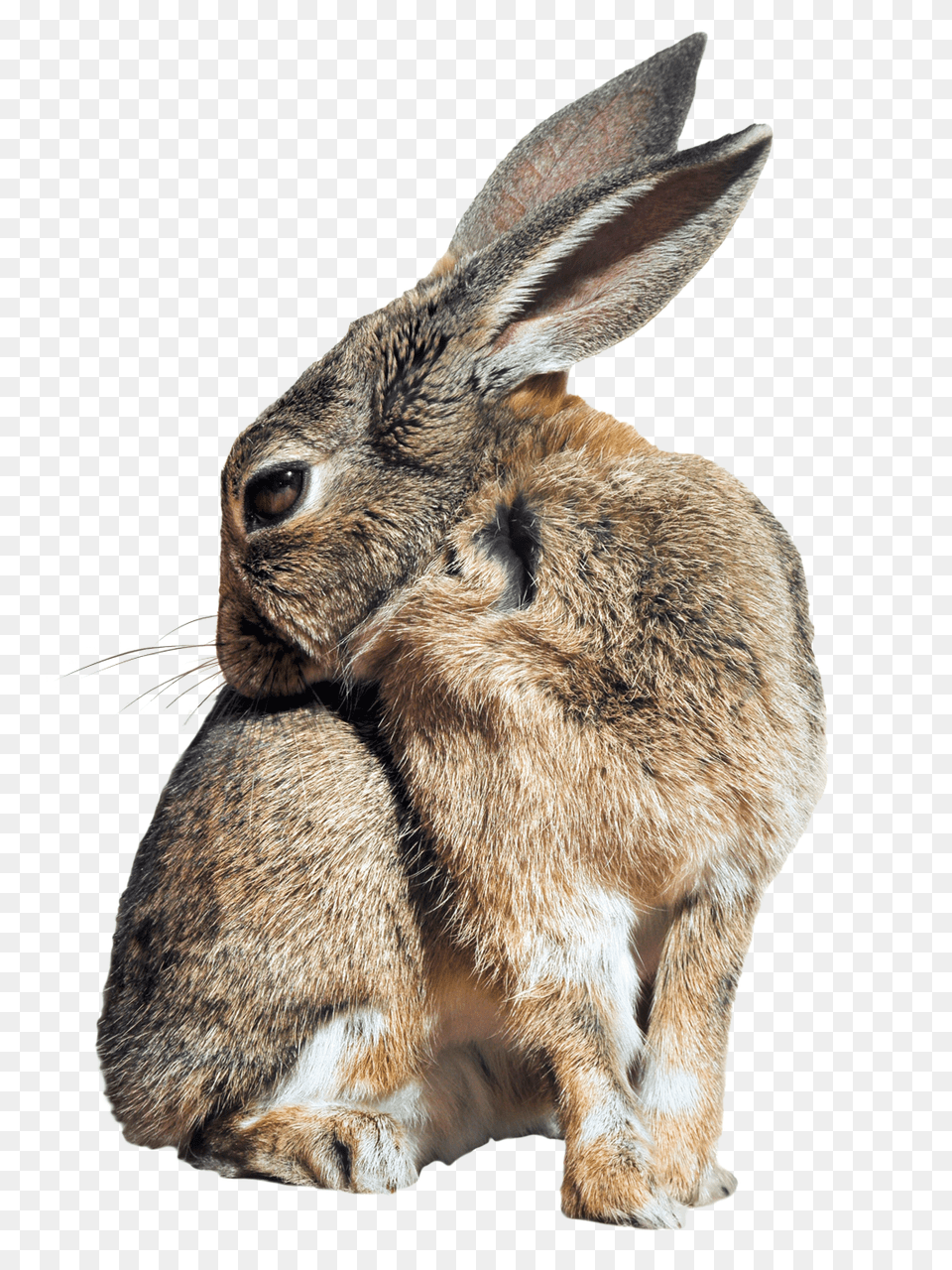 Images Bunny Rabbit Image, Animal, Hare, Mammal, Rodent Png