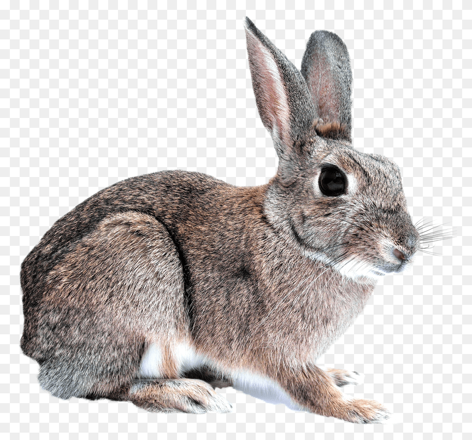 Images Bunny Rabbit Transparent Image, Animal, Mammal, Rat, Rodent Free Png Download