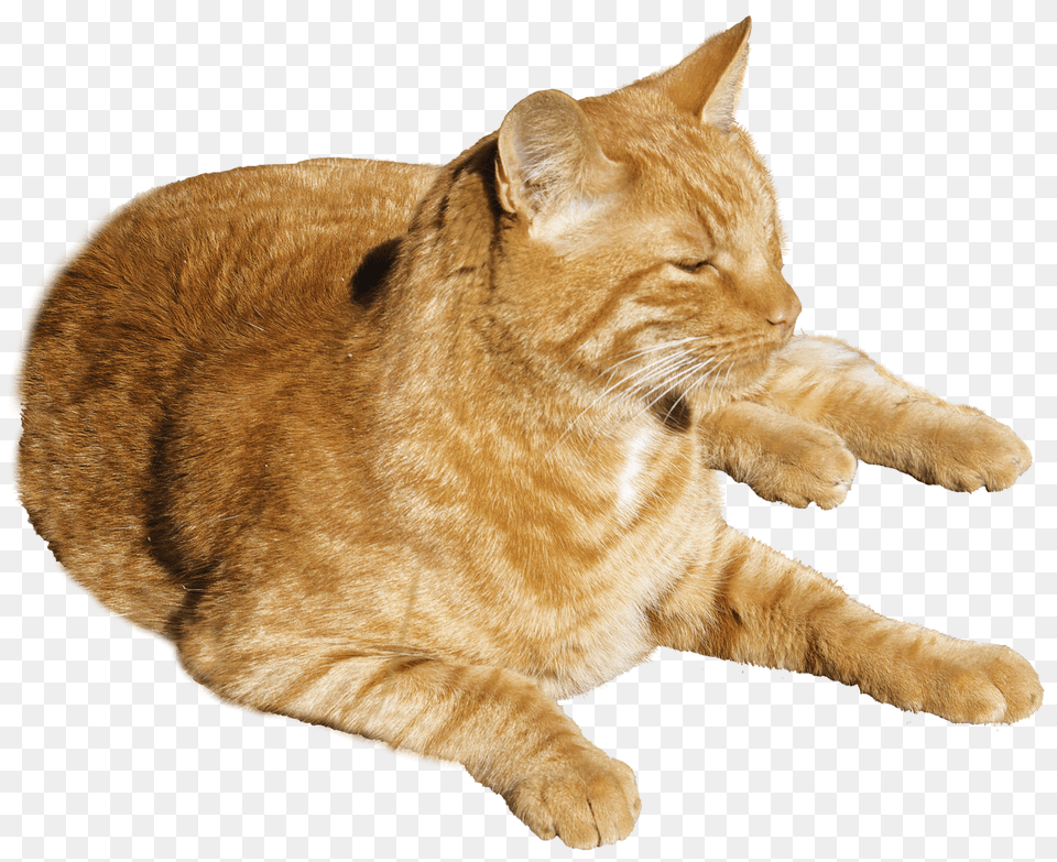 Images Cat Transparent Image, Animal, Mammal, Manx, Pet Free Png Download