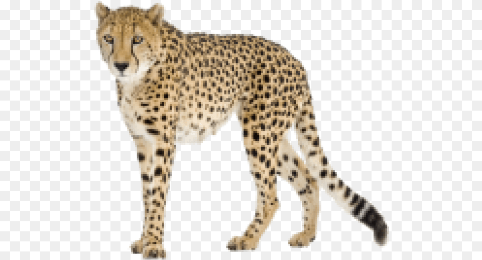 Images Cheetah, Animal, Mammal, Wildlife Png