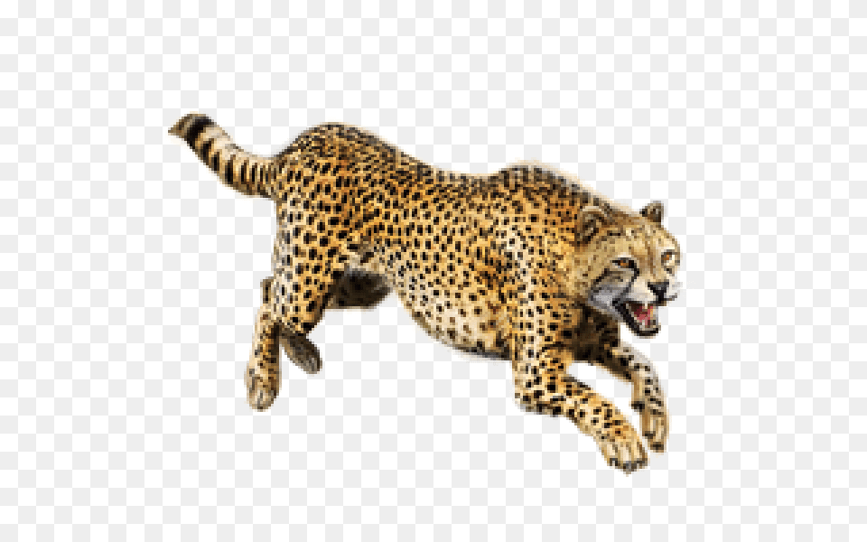 Images Cheetah, Animal, Mammal, Wildlife, Kangaroo Png