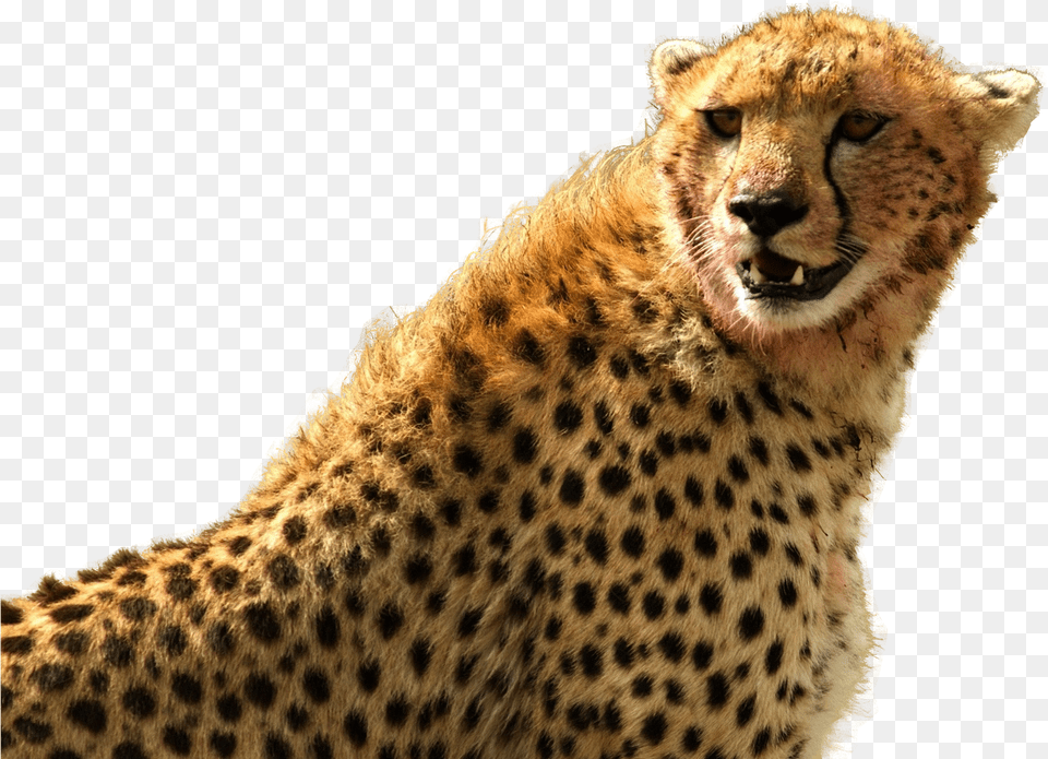 Images Cheetah, Animal, Mammal, Wildlife Png