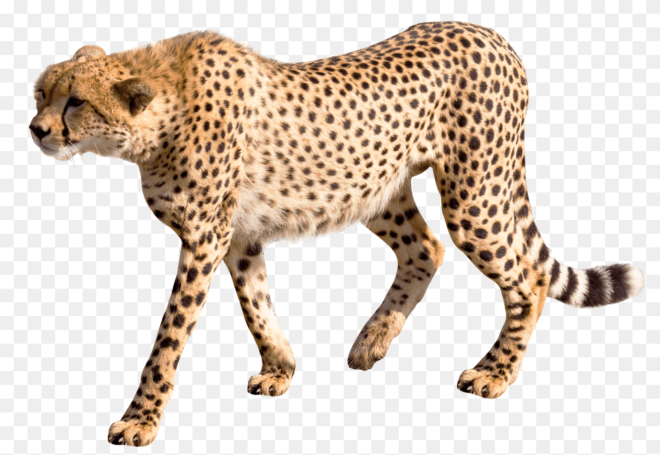 Images Cheetah Image, Animal, Mammal, Wildlife Free Transparent Png