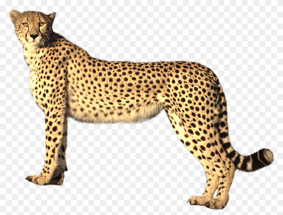 Images Cheetah Image, Animal, Mammal, Wildlife Png