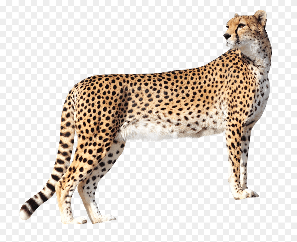 Images Cheetah Transparent, Animal, Mammal, Wildlife Free Png Download
