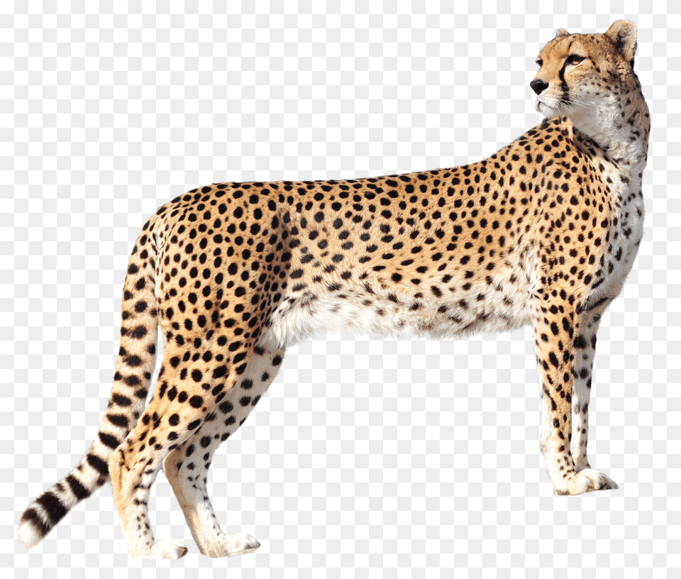 Images Cheetah Transparent Image, Animal, Mammal, Wildlife Free Png
