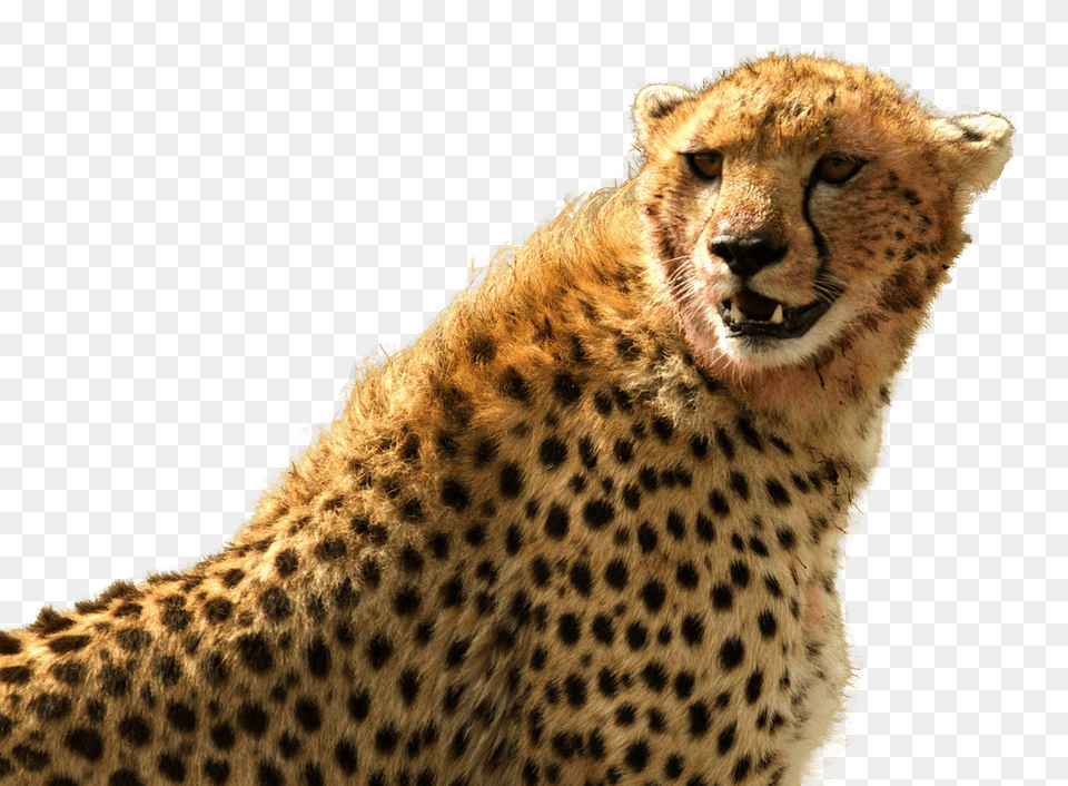Images Cheetah Transparent Animal, Mammal, Wildlife Png Image