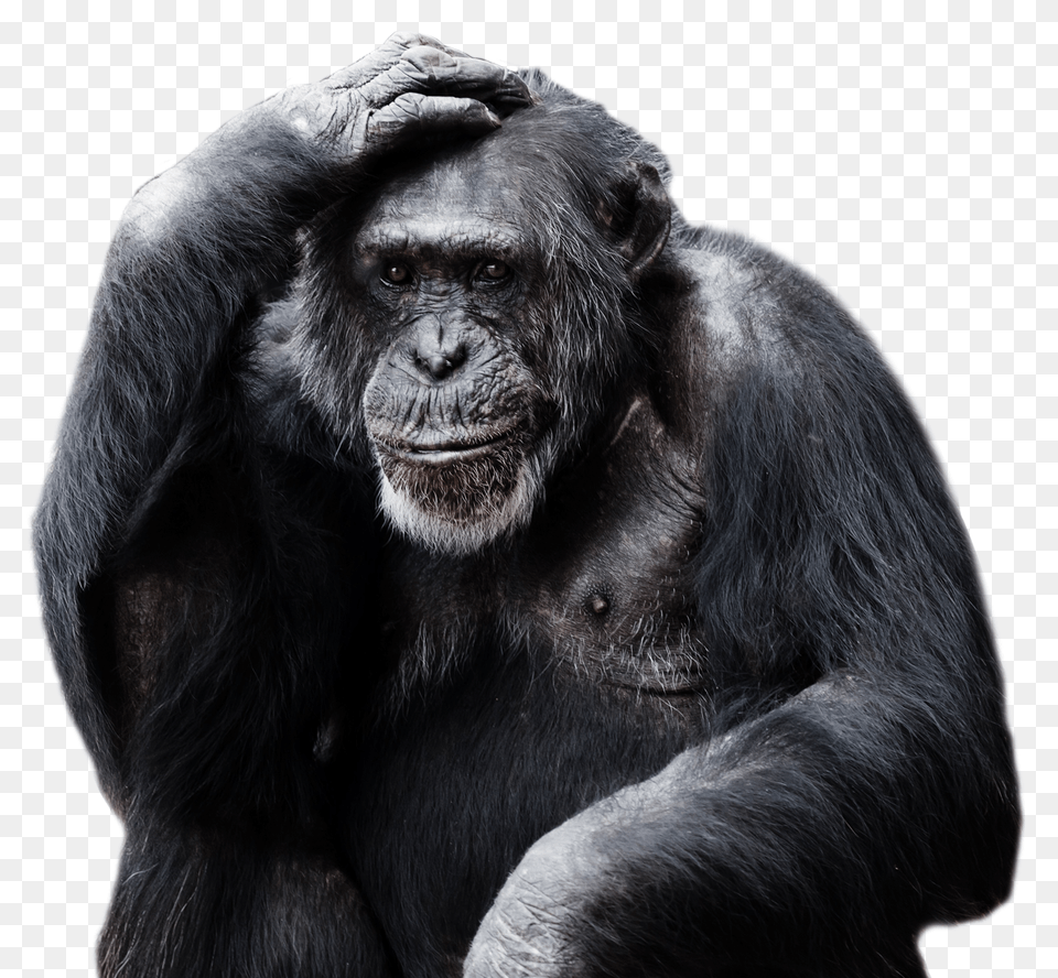 Images Chimpanzee Image, Animal, Ape, Mammal, Monkey Free Transparent Png
