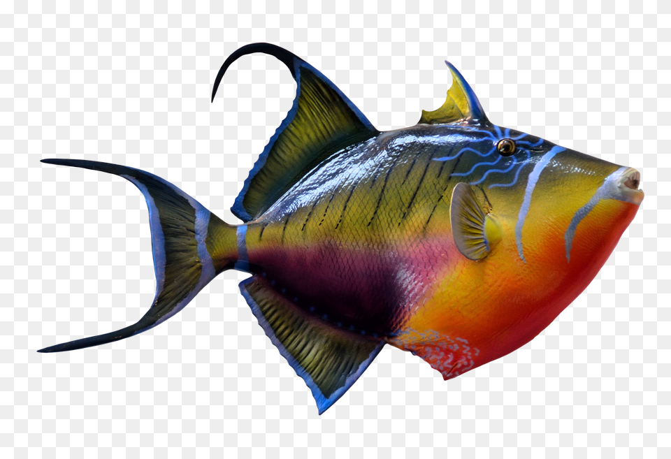 Images Colorful Fish Transparent, Animal, Sea Life, Angelfish, Surgeonfish Png