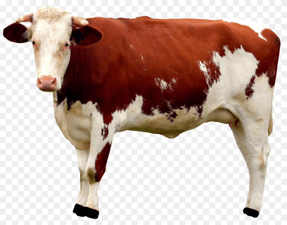 Images Cow Transparent Animal, Cattle, Livestock, Mammal Png Image