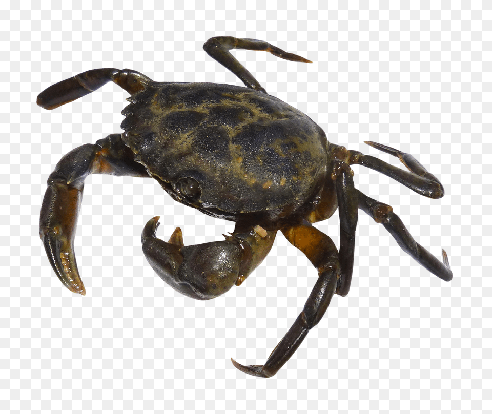 Images Crab Transparent, Animal, Food, Insect, Invertebrate Png Image