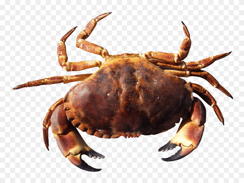 Images Crab Transparent Image, Animal, Food, Invertebrate, Sea Life Free Png Download