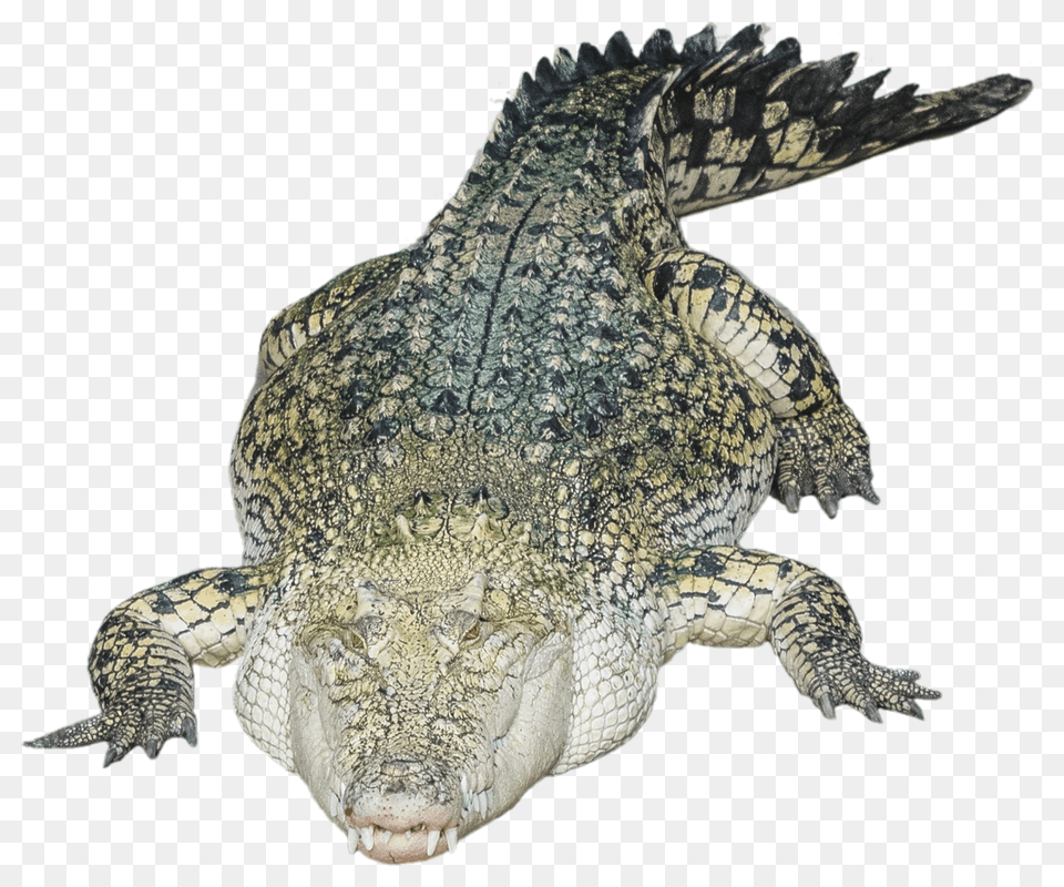 Images Crocodile Alligator Transparent Image, Animal, Reptile, Dinosaur Png
