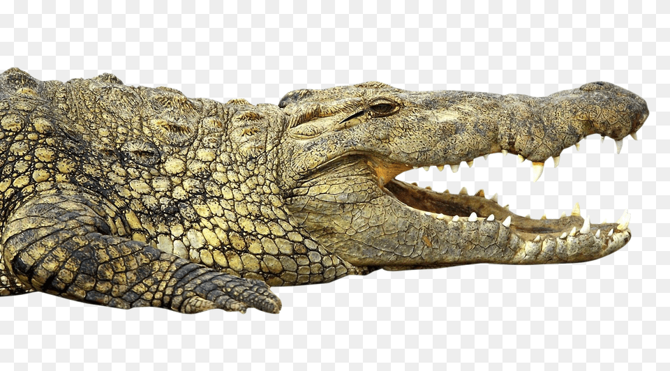 Images Crocodile Transparent 1, Animal, Dinosaur, Reptile Free Png Download