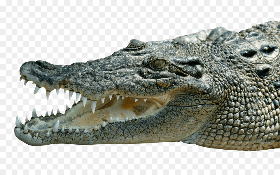 Images Crocodile Transparent, Animal, Lizard, Reptile Free Png