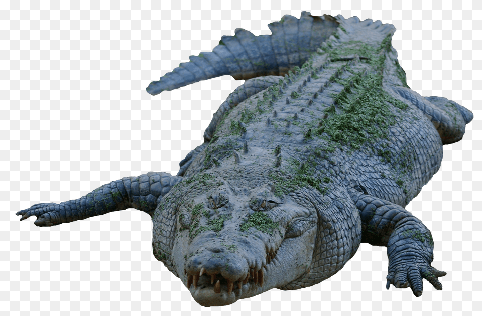 Images Crocodile Transparent Image, Animal, Reptile, Sea Life, Turtle Png