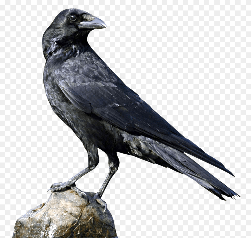 Images Crow Transparent Image 1, Animal, Bird, Blackbird Free Png Download