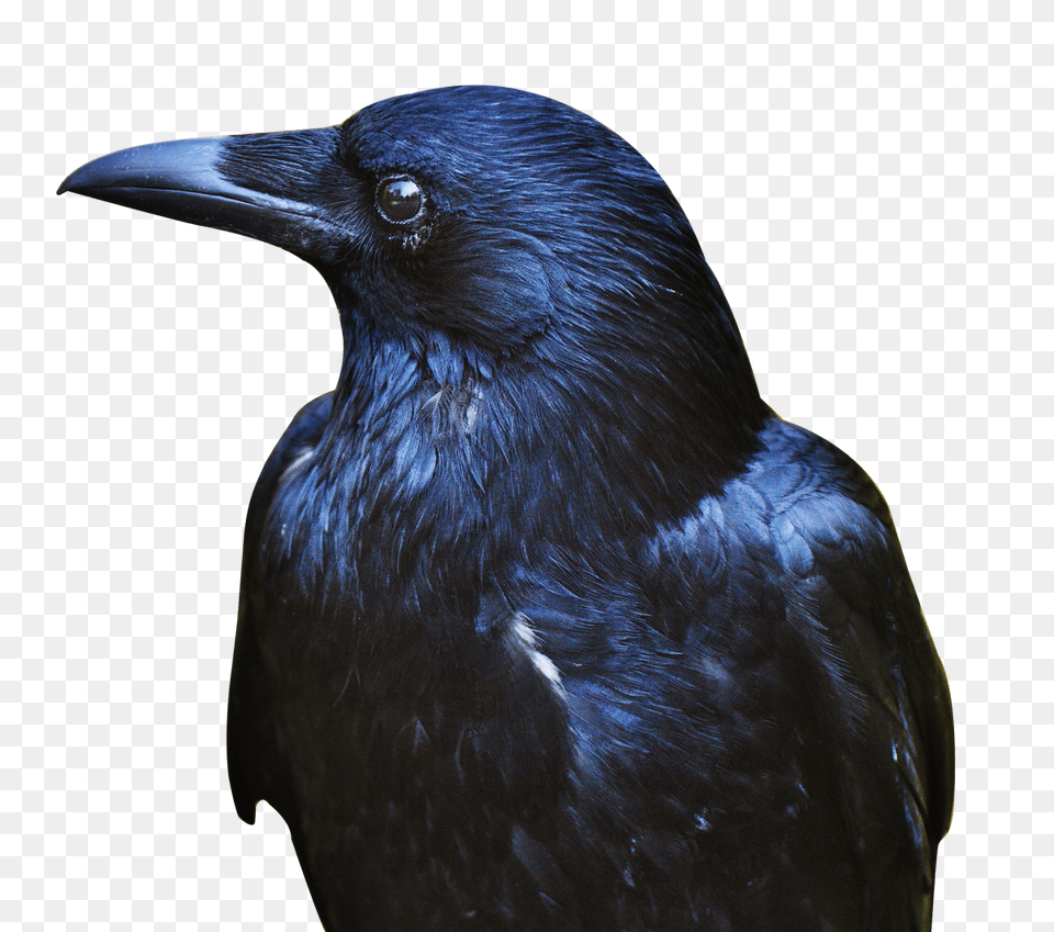 Images Crow Transparent Image, Animal, Bird, Blackbird Free Png Download