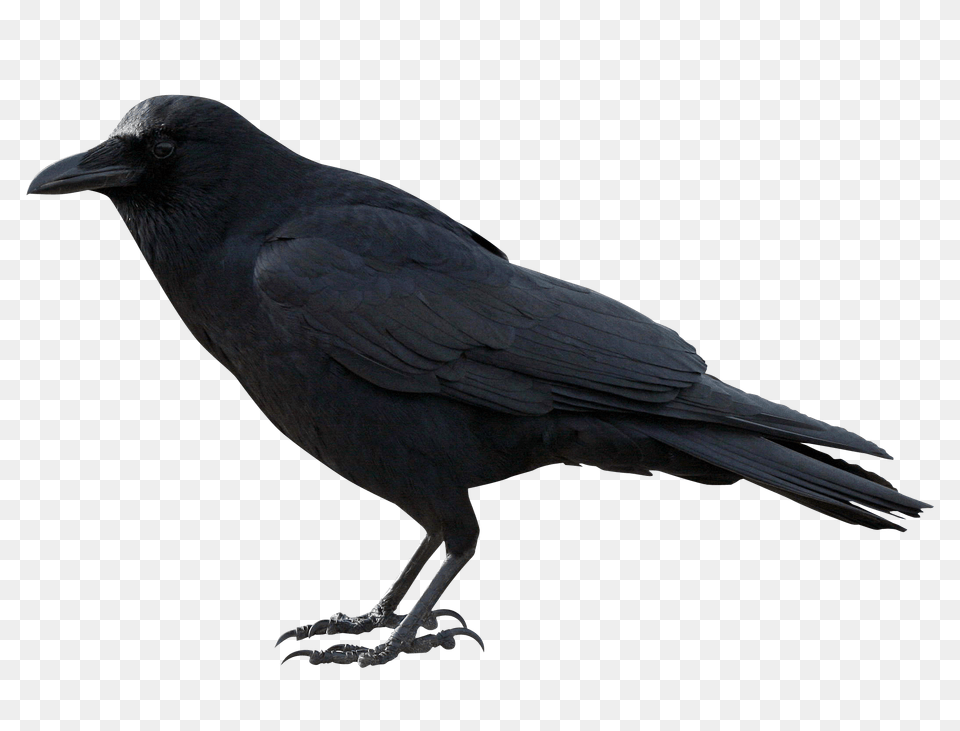 Images Crow Transparent Image, Animal, Bird, Blackbird Free Png