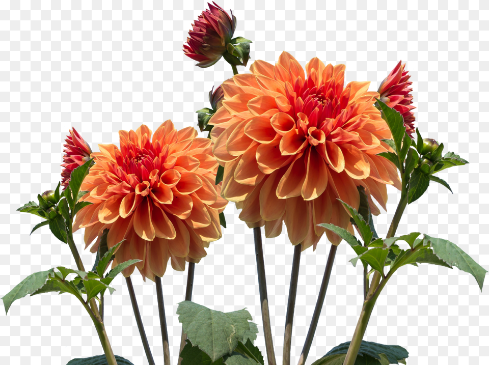 Images Dahlia 25png Snipstock Real Flowers Transparent Background Png Image