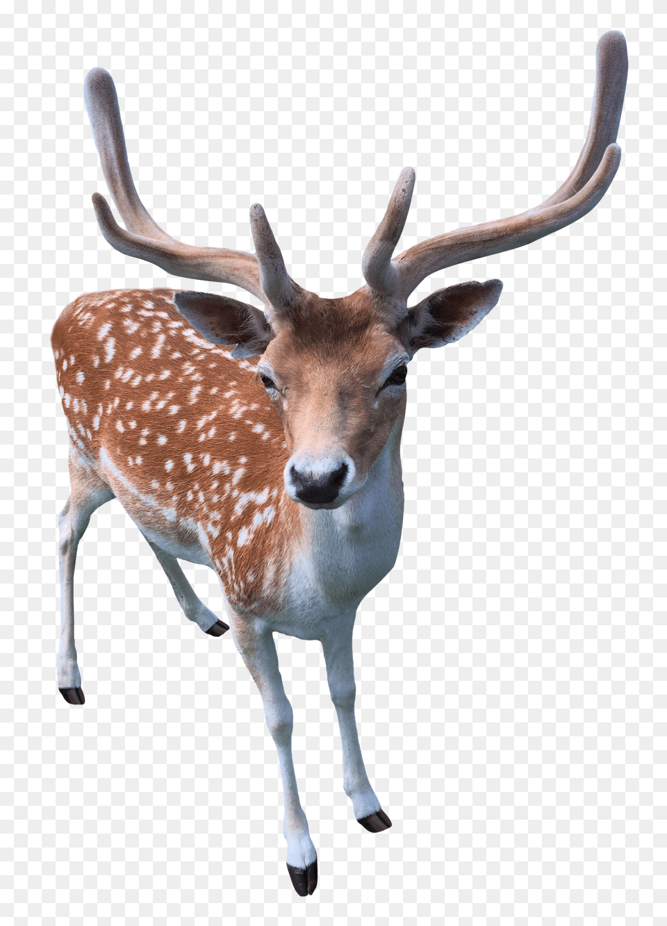 Images Deer Transparent Animal, Antelope, Mammal, Wildlife Png Image
