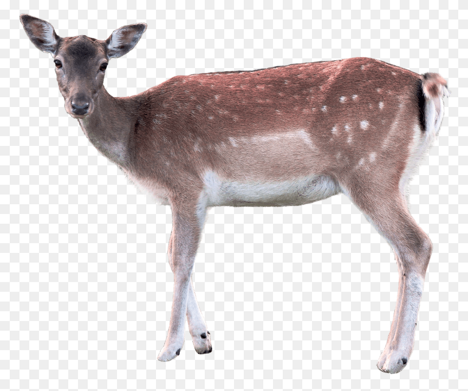 Images Deer Transparent Image, Animal, Antelope, Mammal, Wildlife Free Png