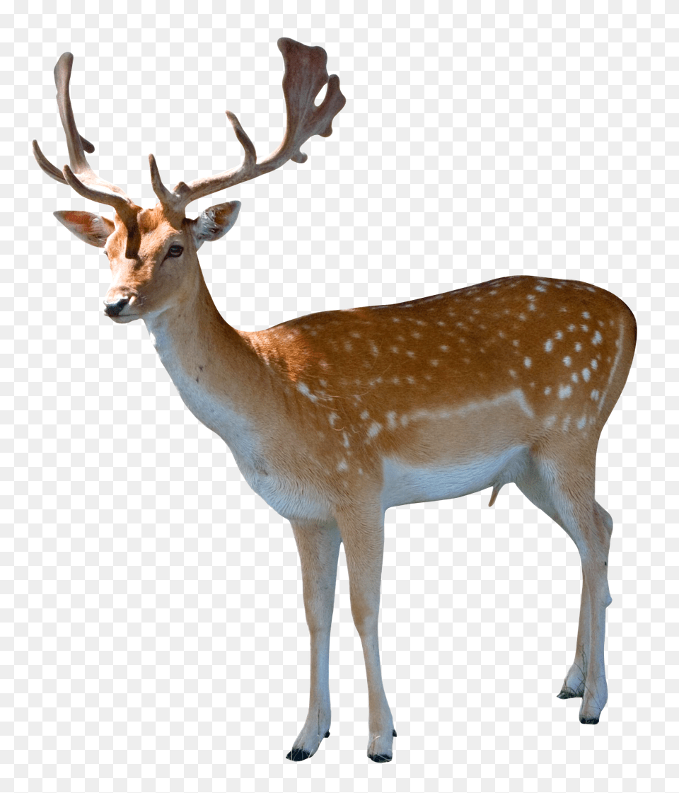 Images Deer Transparent Image, Animal, Antelope, Mammal, Wildlife Png