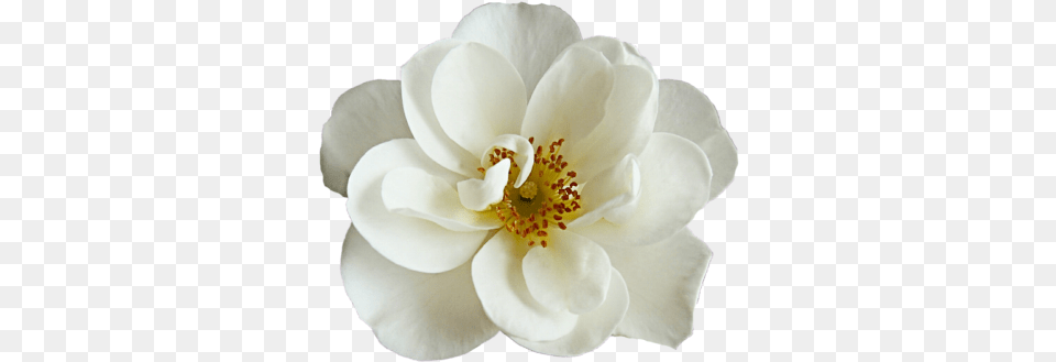 Images Dlpngcom White Cherry Blossom Flower, Anemone, Plant, Petal, Anther Png Image