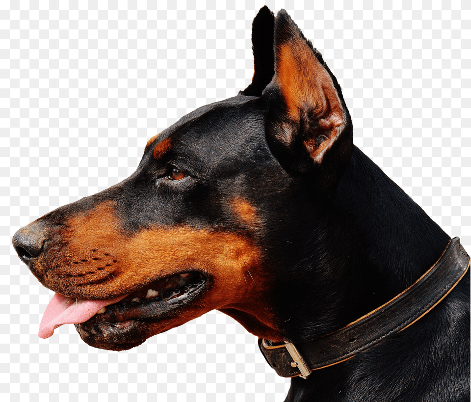 Images Doberman Dog Accessories, Animal, Canine, Mammal Free Transparent Png