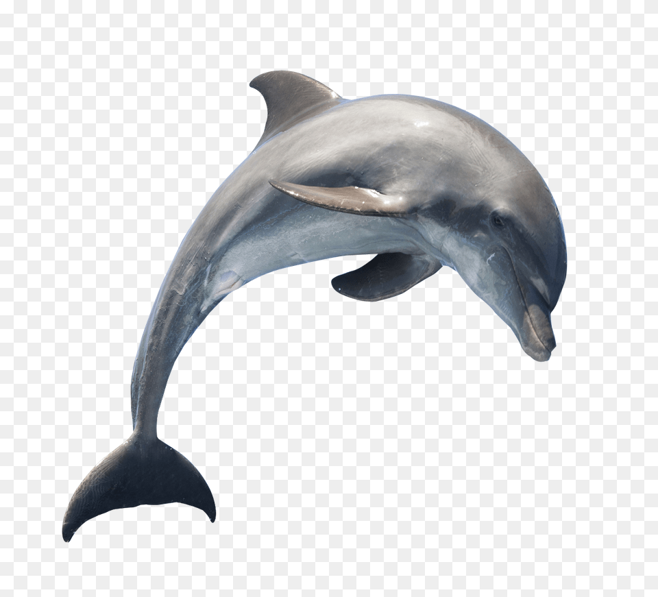Images Dolphin Image, Animal, Mammal, Sea Life, Fish Free Png