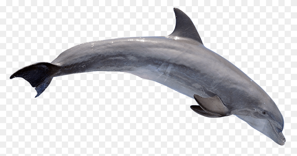 Images Dolphin Transparent 1, Animal, Mammal, Sea Life, Fish Png Image