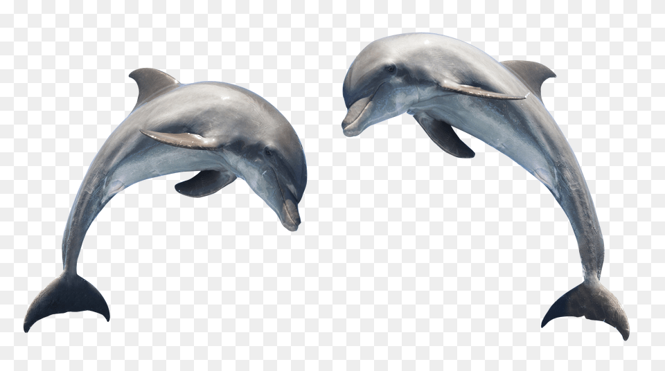 Images Dolphin Transparent Image, Animal, Mammal, Sea Life, Fish Free Png Download