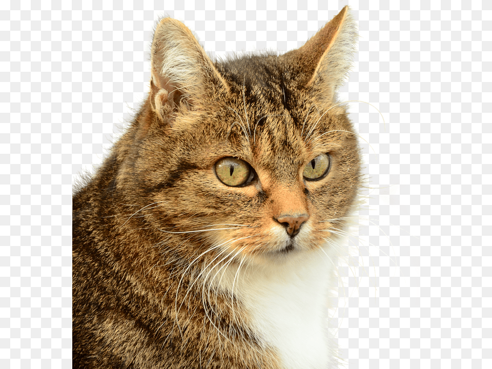 Images Domestic Cat Profile Journal, Abyssinian, Animal, Mammal, Pet Free Transparent Png