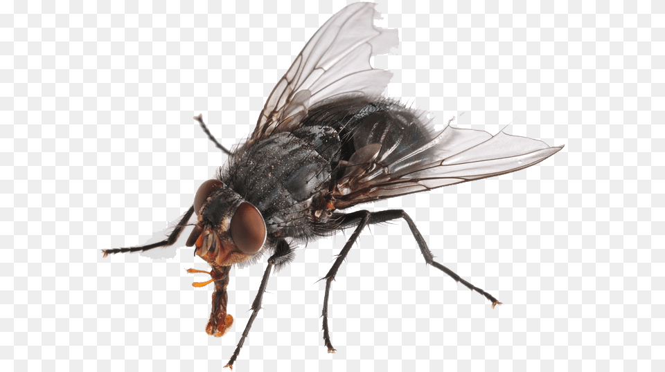 Images Housefly, Animal, Fly, Insect, Invertebrate Free Png Download