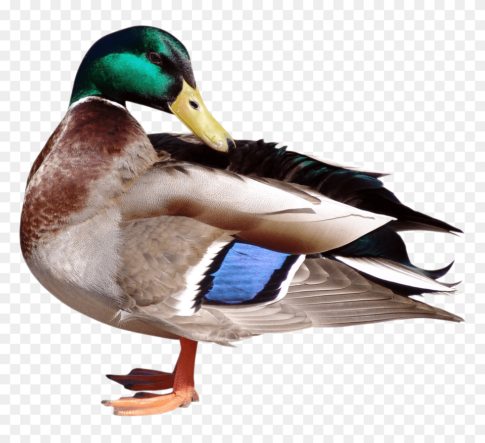 Images Duck Transparent Animal, Anseriformes, Bird, Teal Png Image