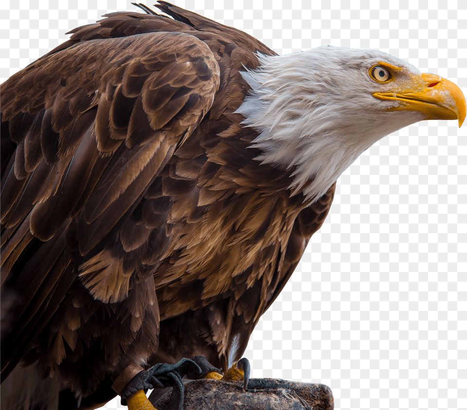 Images Eagle 2png Snipstock Eagle Bird In White Background Free Transparent Png