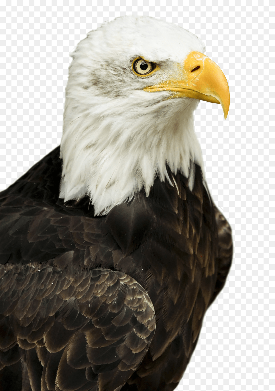 Images Eagle Image, Animal, Beak, Bird, Bald Eagle Free Transparent Png